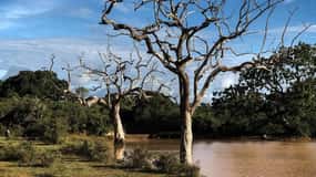 Yala National Park: All Inclusive Private Safari Day Trip
