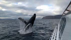 Ísafjörður: Tur cu barca pentru observarea balenelor în Westfjords