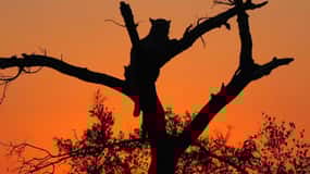 Hoedspruit: Kvällssafari i Greater Kruger Private Reserve