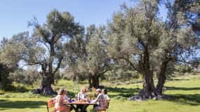 Rethymno : Dégustation d'huile d'olive et accords avec des mets crétois