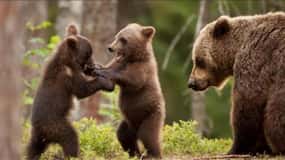 Bucharest: Bear Watching Tour and Top Gear Road Day Trip