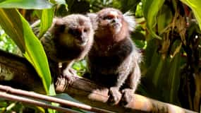 Rio: Tijuca Rainforest Waterfalls & Caves Hike