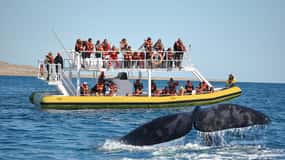 Best Tour to Peninsula Valdes