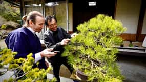Hiroshima : Bonsaï - Un voyage en douceur dans l'art de la nature