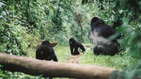 Kigali: Passeio de gorila no Parque Nacional dos Vulcões