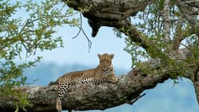 YALA SAFARI TOUR with Galle/Mirissa/Tangalle/Ella Transfers