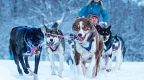 Narvik: Dogsledding with Husky Isogaisa