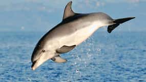 Olbia: Dolphin Watching & Snorkeling Boat Tour near Figarolo