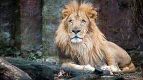 Boston: Franklin Park Zoo-adgangsbillet
