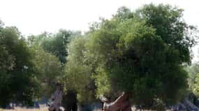 Puglia: Olive Oil Tasting Experience with Olive Grove Walk