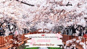 Séoul/Busan : excursion d'une journée au festival des cerisiers en fleurs de Jinhae