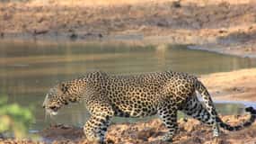 From: Ella - YALA Safari - Drop off: Arugam Bay / Arugambay