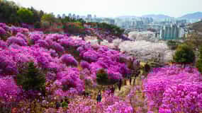 Festival Wonmisan Azalia et Suwon Hwaseong