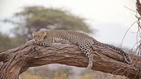 Lyxig Kruger nationalpark: Safari & Panoramarutt