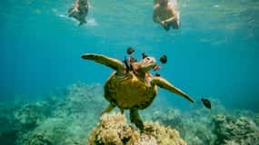From Maalaea: Turtle Town 3-Hour Snorkel and Sail Adventure