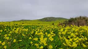 Cape Town: West Coast Spring Tour 2025
