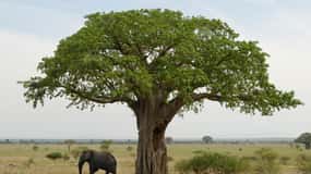 Moshi: 4-Day Serengeti and Ngorongoro Crater Camping Safari
