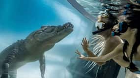 Port Douglas: Wildlife Habitat Swim with Crocodiles