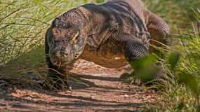 Komodo Islands: 2D1N Speedboat Tour, Land Tour & Hotel Stay