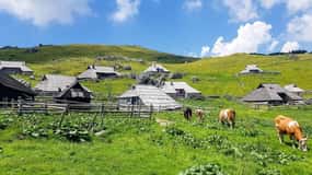 A partir de Liubliana: Caminhada guiada em Velika Planina