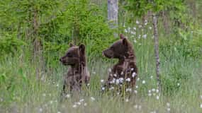 Kuusamo: Tarde de observación de osos
