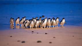 Melbourne: Excursão privada a Phillip Island incluindo ingressos