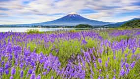 Tokyo: Mount Fuji and Lake Kawaguchi Scenic 1-Day Bus Tour