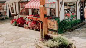 Wine Tasting and Walking Tour of Carmel-by-the-Sea
