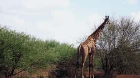 9-Day Elewana Luxury Nairobi Amboseli Meru & Mara Fly In