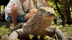 Labuan Bajo: Komodo and Pink Beach 2-Day Shared Boat Tour