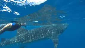 Depuis l'île de Holbox : Excursion au requin-baleine