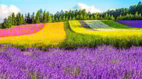 Hokkaido: Flower Sea, Pastoral, and Natural Scenery Day Tour