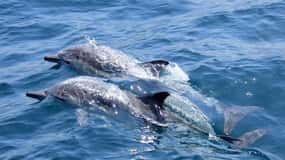 Noosa: National Park and Dolphin Watching Safari