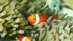 From Phuket or Khaolak: Surin Islands Day Trip