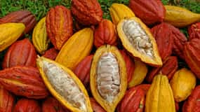 Cachoeiras, reserva de animais e chocolate: Mango Passage