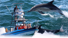 Falmouth: 2 Hour Wildlife Watching RIB Tour