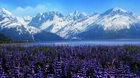 From Anchorage: Alaska Wildlife Center & Turnagain Arm Tour