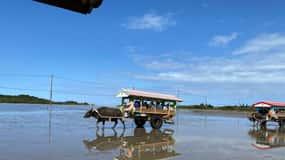 Iriomote: Mangrove Canoe and Yubujima sightseeing tour!