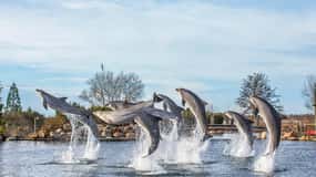 Harderwijk: Dolfinarium Entry Ticket