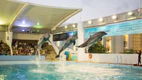 Ingresso ao Aquário Interativo de Cancún + Apresentação dos Golfinhos