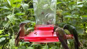 Avventura di birdwatching+ tour della città di Quito e Monumento all'Equatore