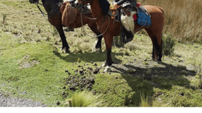 Quito: passeggiata a cavallo nel Parco Nazionale Cotopaxi con pranzo