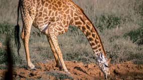 Amboseli, Tsavo Est, Tsavo Ovest e Safari nel Santuario