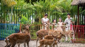 Découvrez le parc d'attractions VinWonders Nam Hoi An et le safari