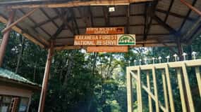Kakamega Forest: Bird Watching Safari