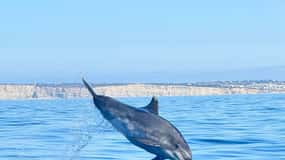 Lagoa: Spedizione con delfini con guida biologa a bordo
