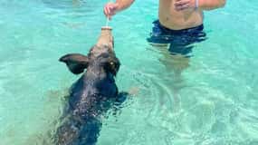 Depuis Nassau : Nager avec des cochons Safari
