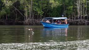Langkawi : Croisière sur la rivière Mangrove (3 heures)