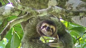 Manuel Antonio Park: Guidad tur för att se djur och strandtid