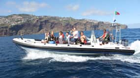 From Funchal: Whales and Dolphin Adventure Tour